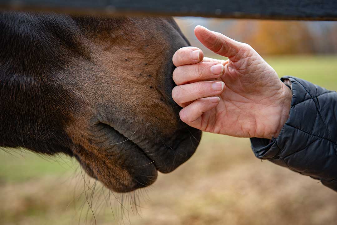 Nahaufnahme einer sanften Berührung zwischen Mensch und Pferd – Verbindung, Vertrauen und Tierkommunikation