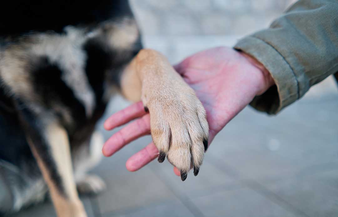 Hundepfote liegt vertrauensvoll in der Hand eines Menschen – Verbindung zwischen Mensch und Tier durch Tierkommunikation